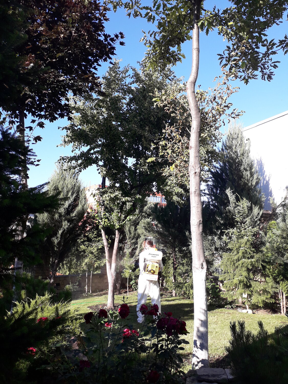 ивовые деревья, улица, парк, парк в ростове на дону, парк в ростове