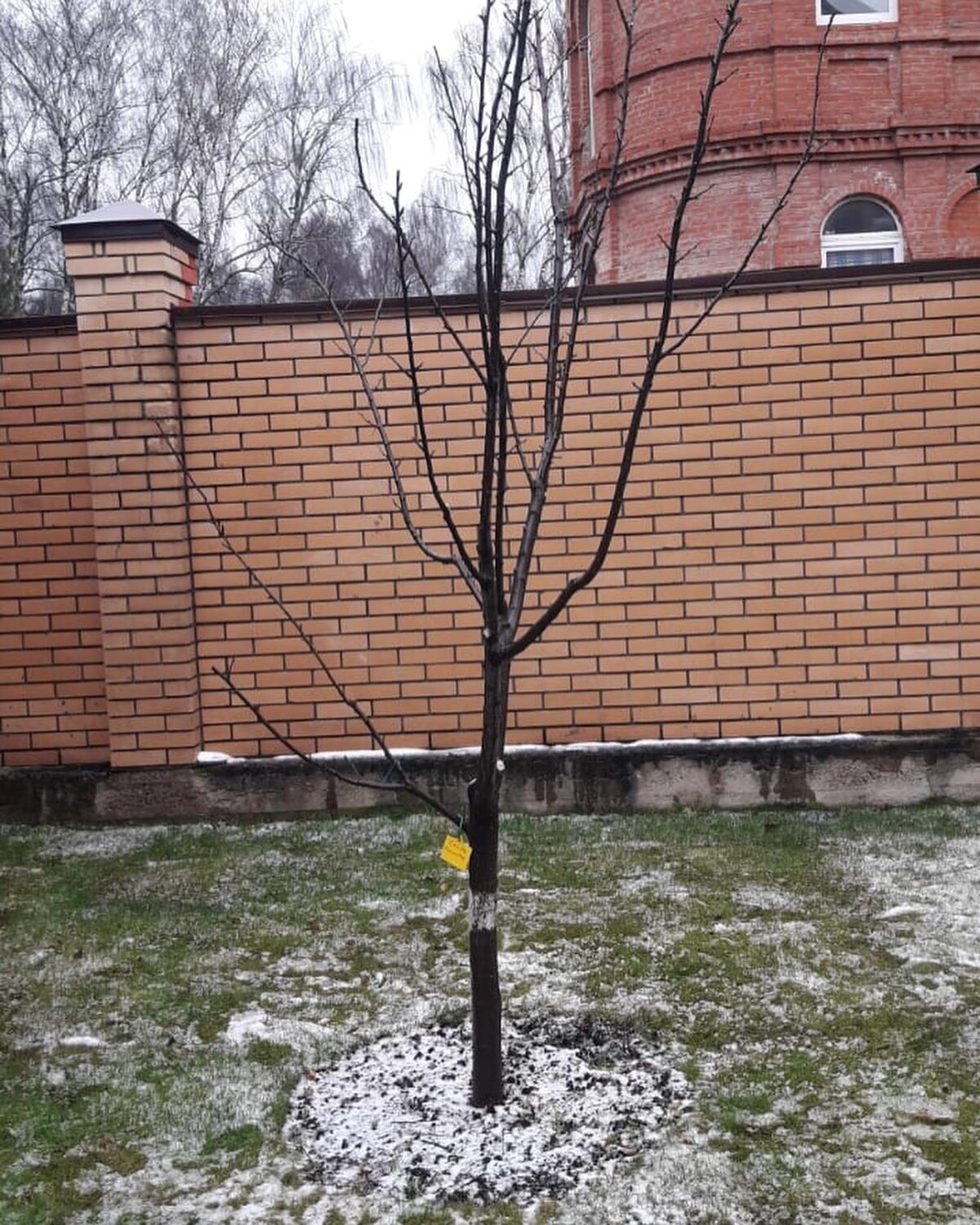 плодовые деревья, садовые деревья, обрезка плодовых деревьев, санитарная обрезка сливы, обрезка яблони