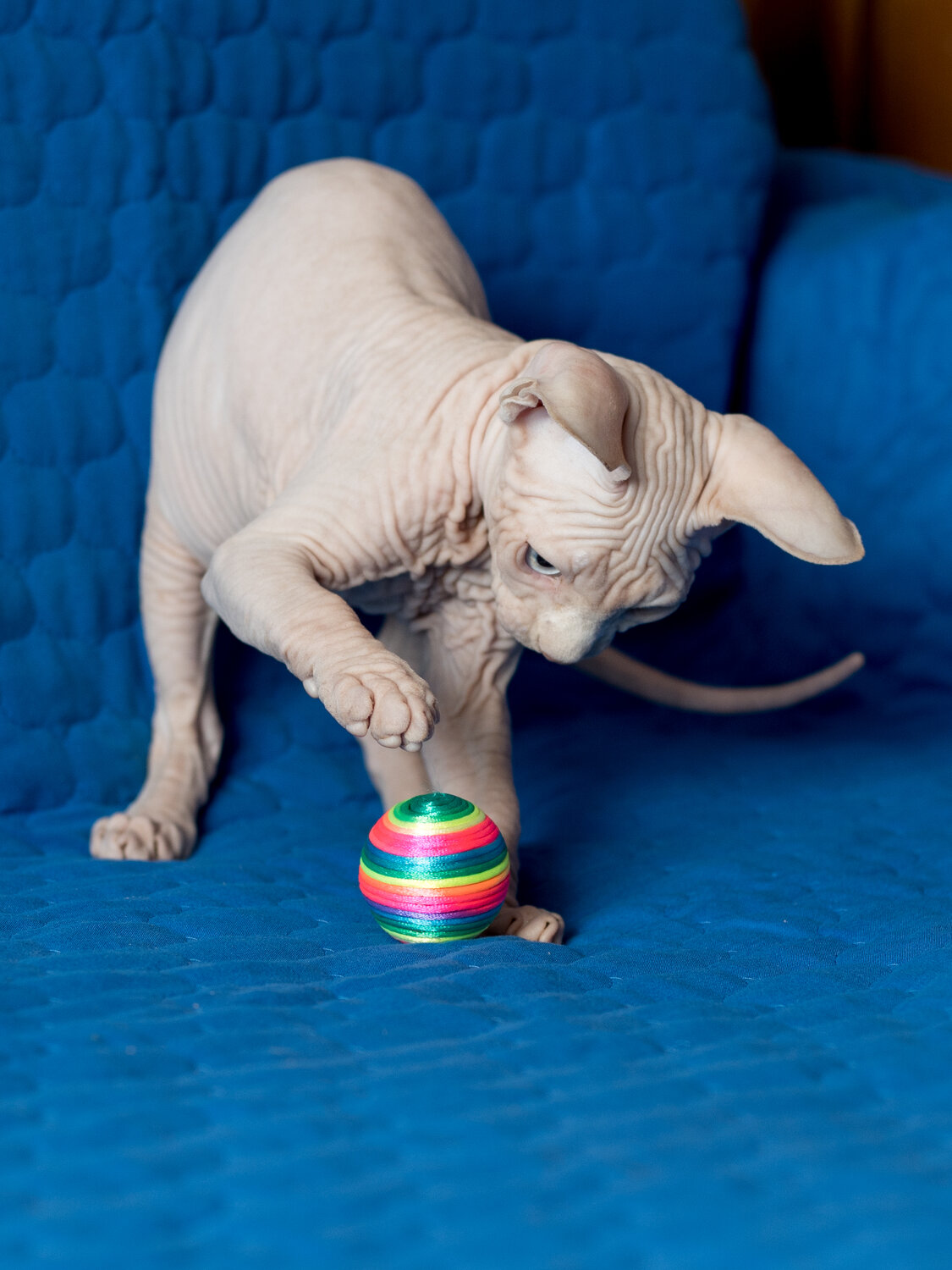 сфинкс, питомец клубок игрушка, сфинкс кошка, кошка канадский сфинкс, сфинкс бамбино