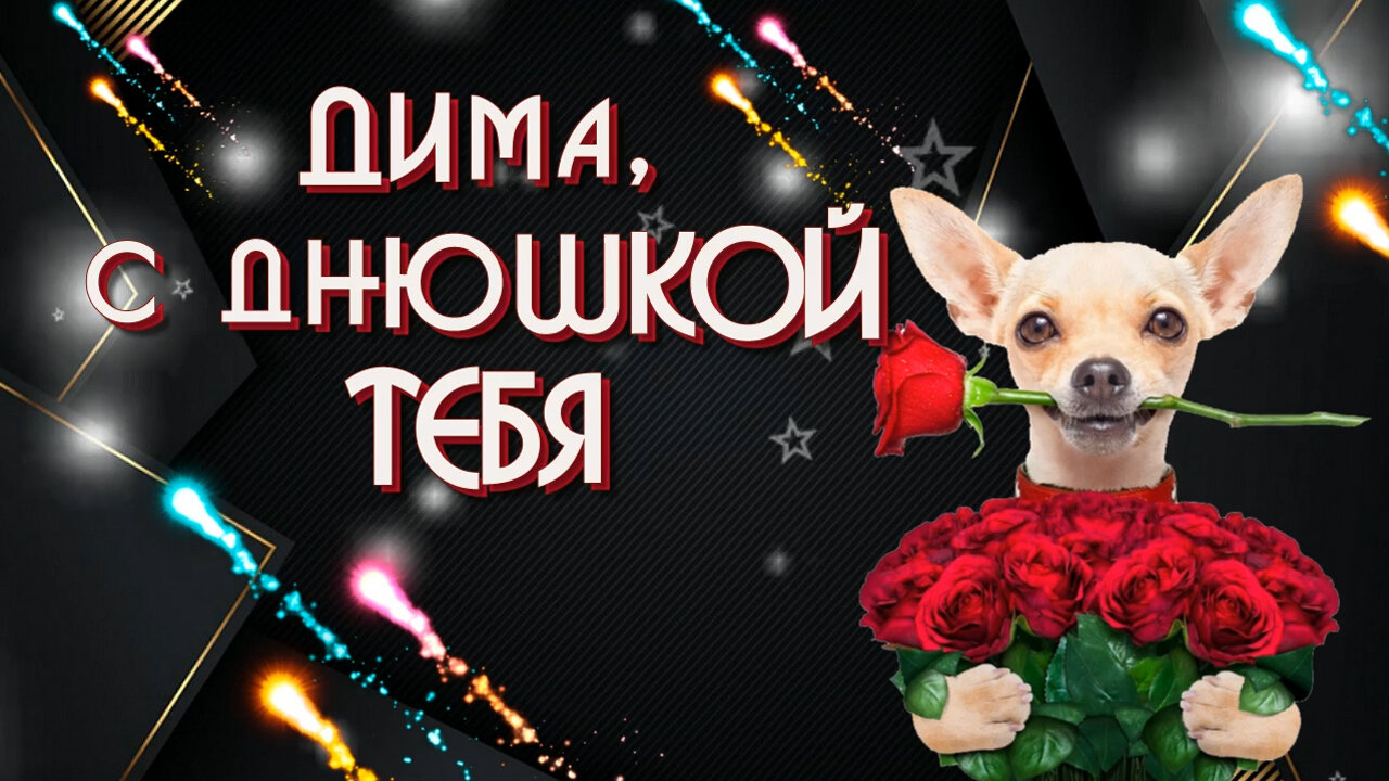 поздравление дмитрию, чихуахуа, поздравить друга, с днём рождения чихуахуа, поздравление дмитрия с днем рождения