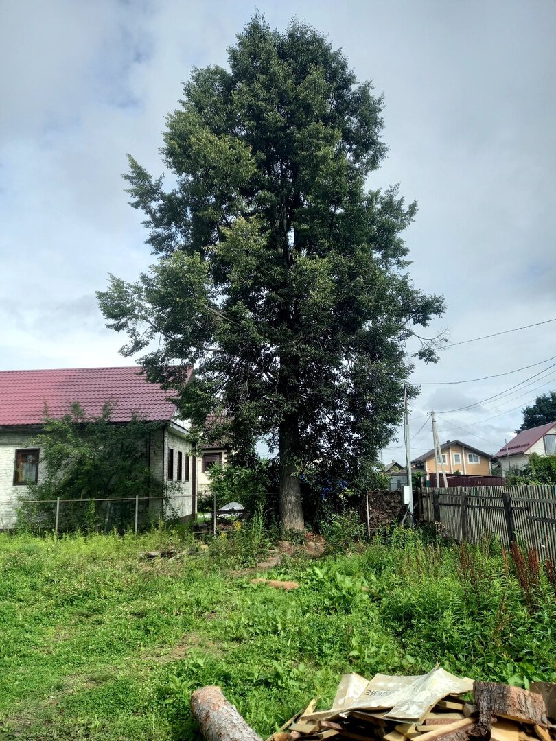 дерево тополь, дуб черешчатый фастигиата, дуб, quercus, интерьер