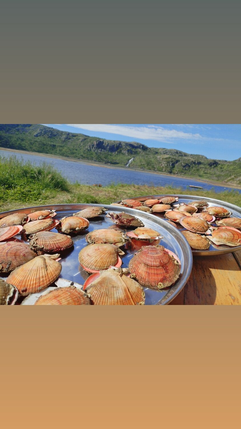 морской гребешок дальневосточный, морские гребешки, морские моллюски, морской гребешок живой, моллюск