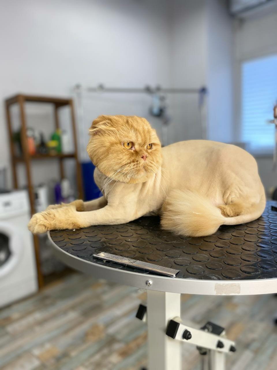 стрижка кошек, стрижка кота, стрижка котов, подстриженная кошка, стриженная кошка