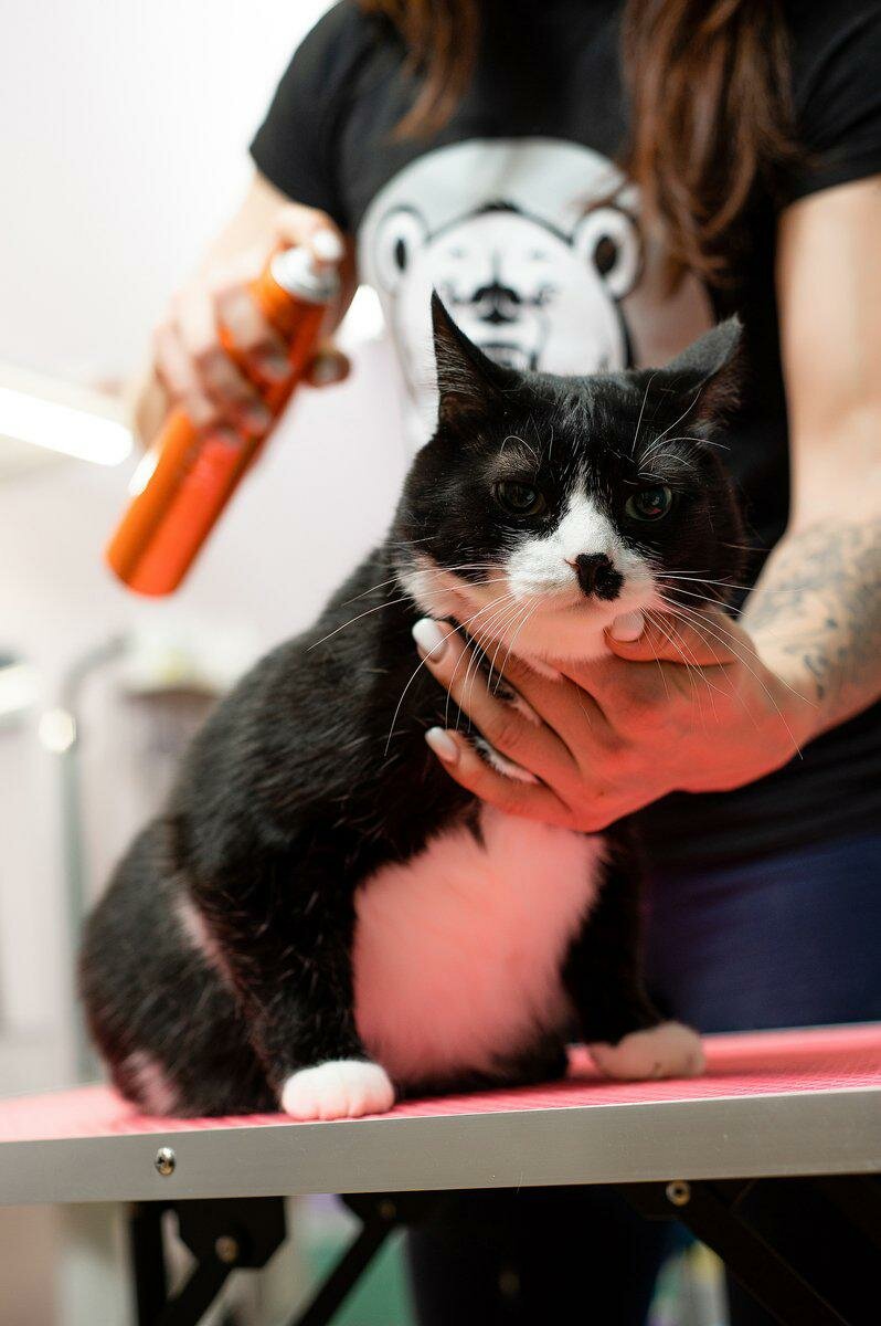 кот, домашняя кошка, котики, кошечка, кошка