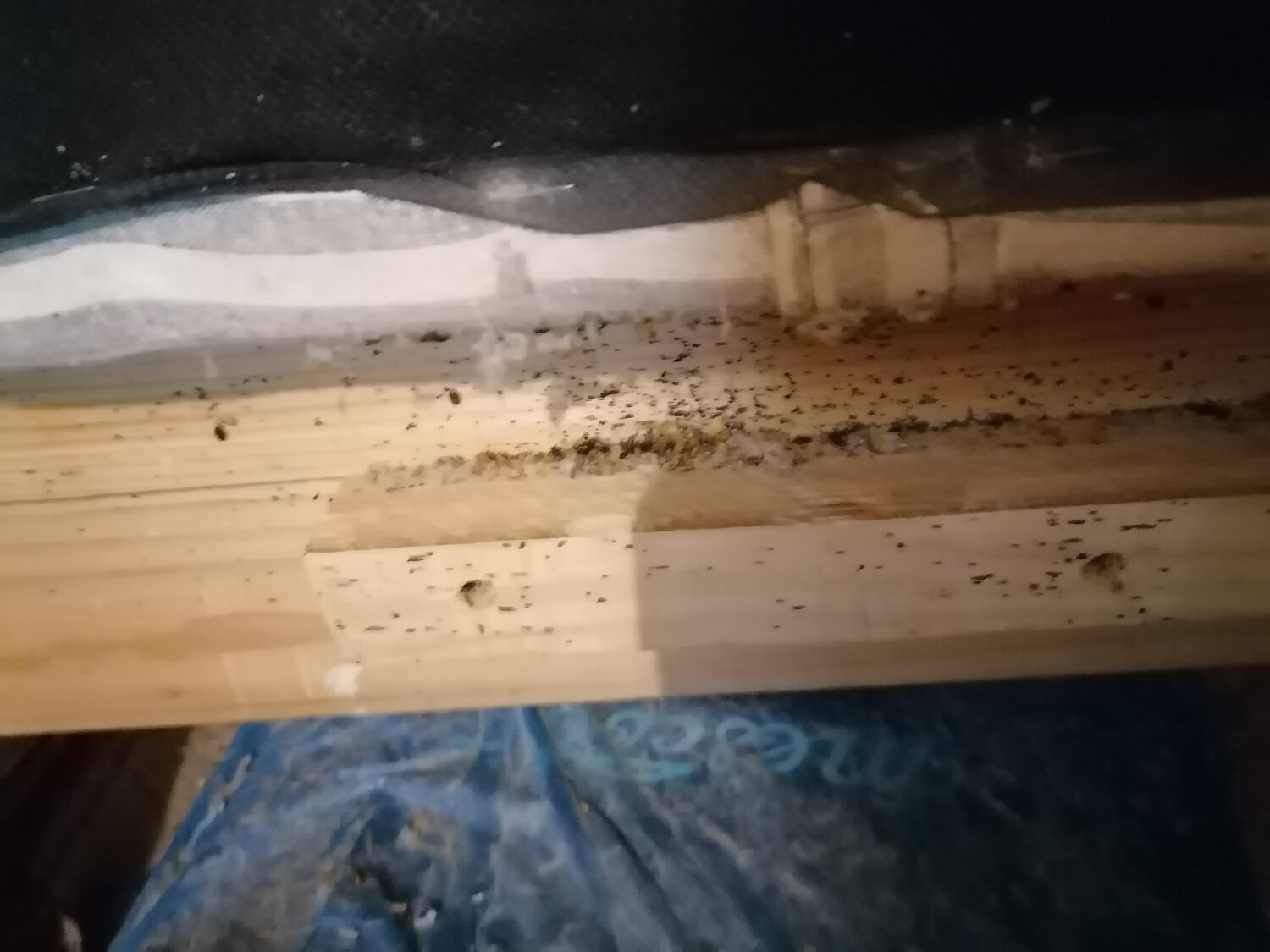 Чем обработать сарай от клопов - 86 фото