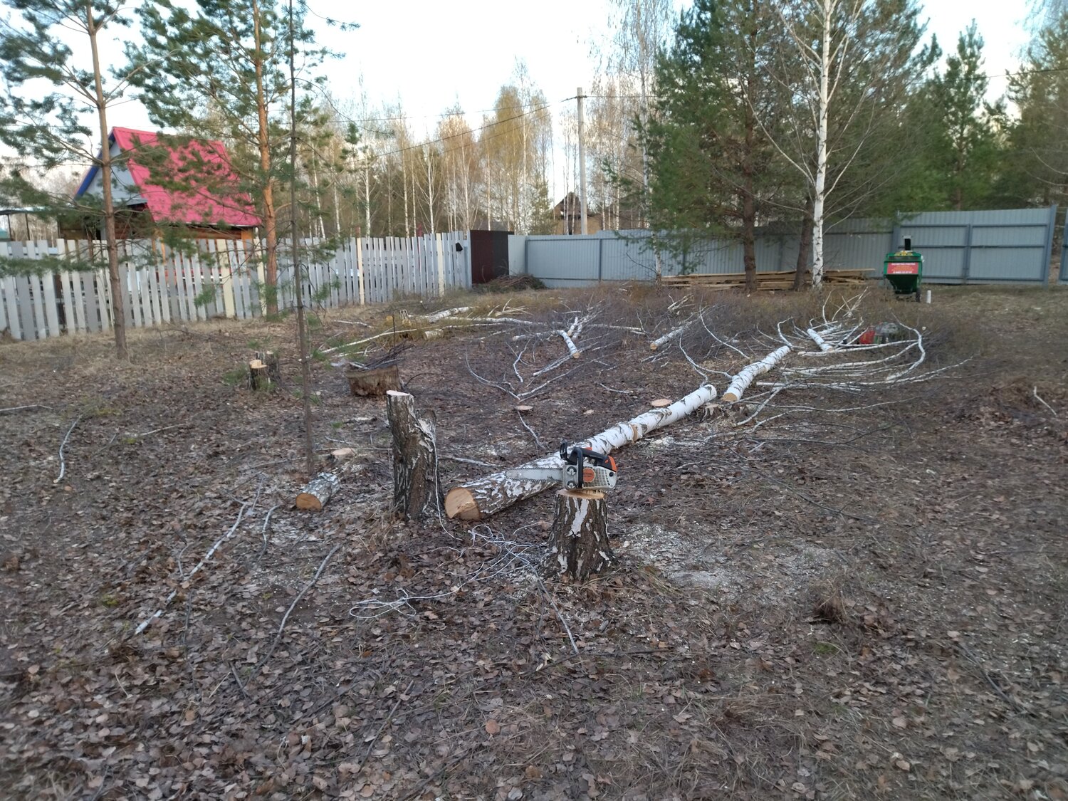 растение, участок, снт метростроевец 2 новая ропша, дерево спил, каннельярви домостроитель