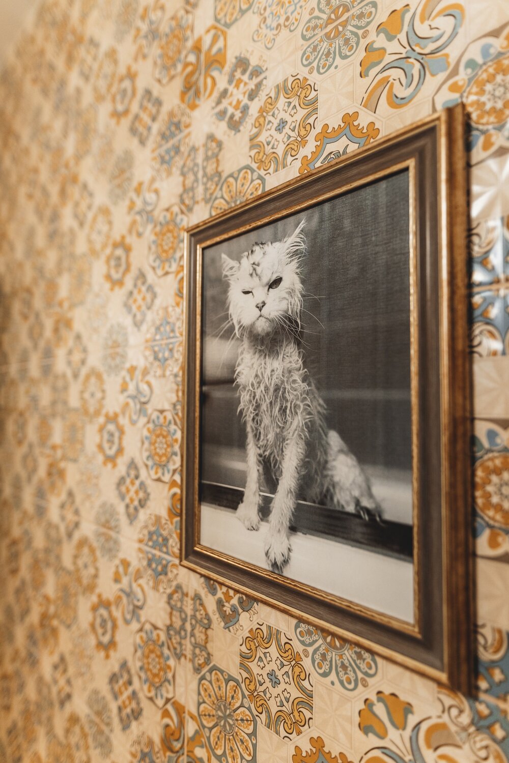 кот картина, кот, кот рама, кошка, картина с кошкой из хофф
