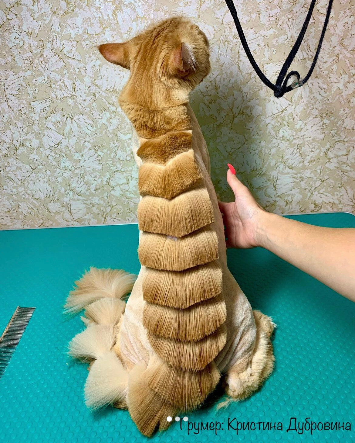 стрижка кота, стрижка кошек, подстриженная кошка, стриженный кот, подстриженный кот