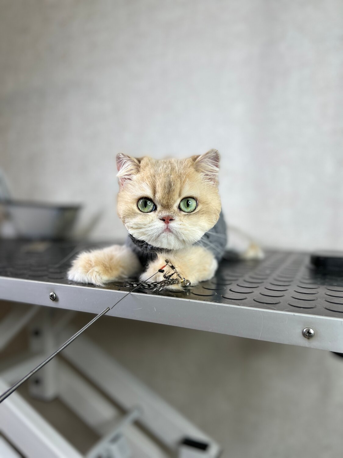 британская короткошёрстная кошка, британская шиншилла хосико, кошка, британский котик, британская кошка