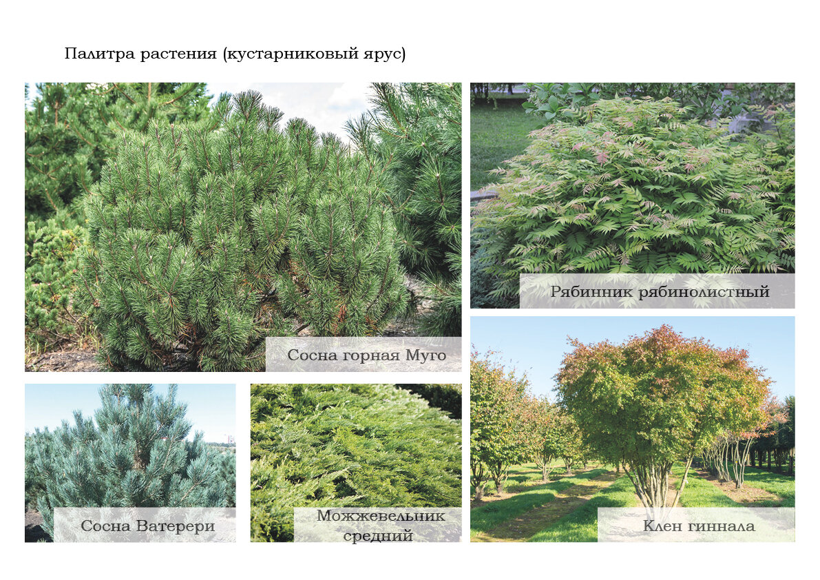 сосна горная мугус, сосна, сосна горная муго, сосна горная пинус муго, сосна горная