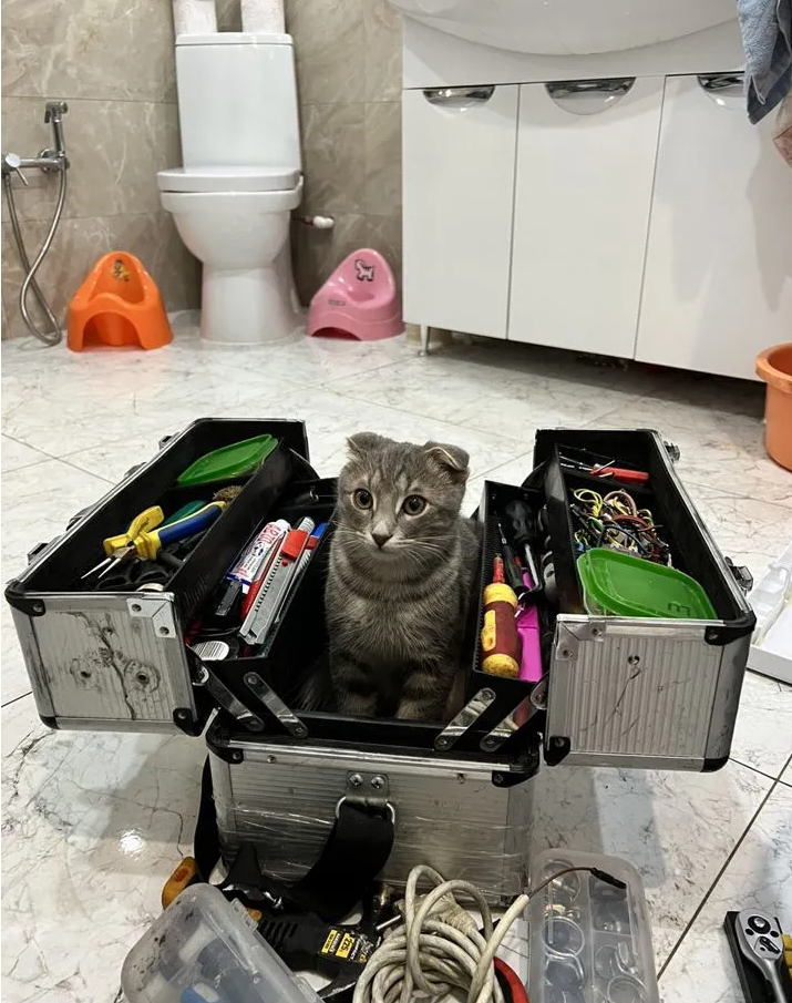 кот, кот смешной, смешные коты, кошка, котик ремонтник