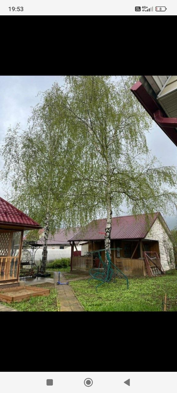 береза повислая, береза плакучая, береза, береза повислая грацилис, дом в деревне