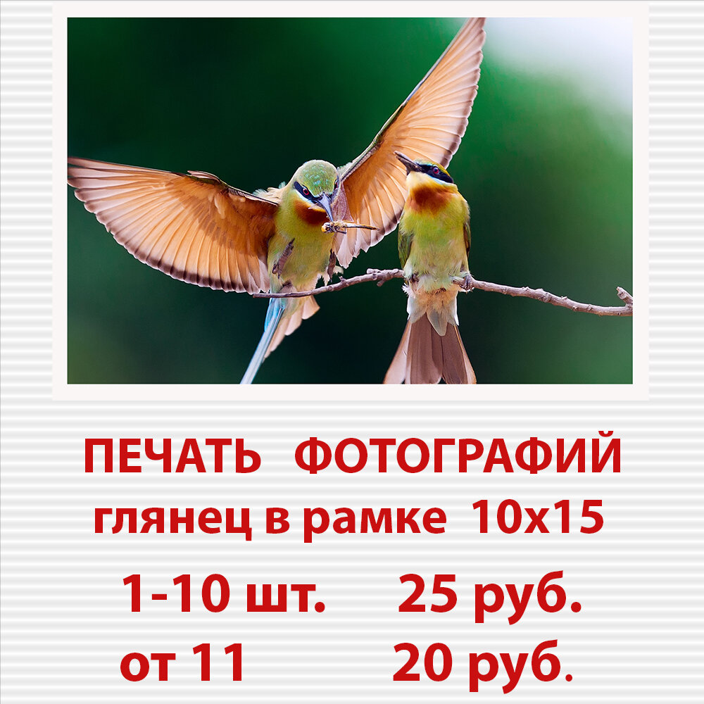 золотистая щурка 1920, рамка для животного, птицы красивые, птички, птицы