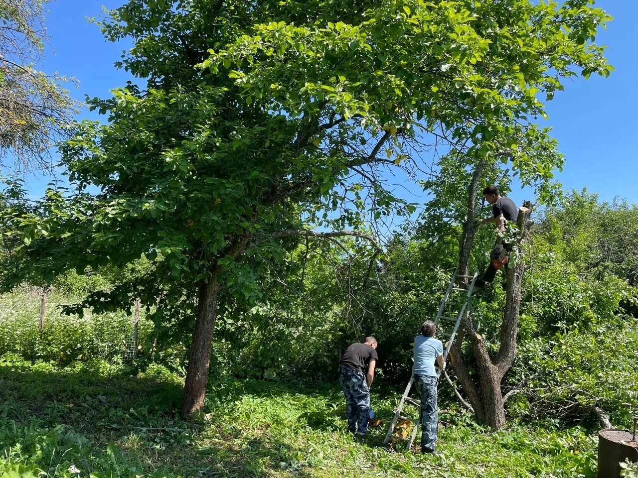 дерево орех маньчжурский, дерево орех, дерево грецкого ореха, маньчжурский орех, дуб монгольский черешчатый