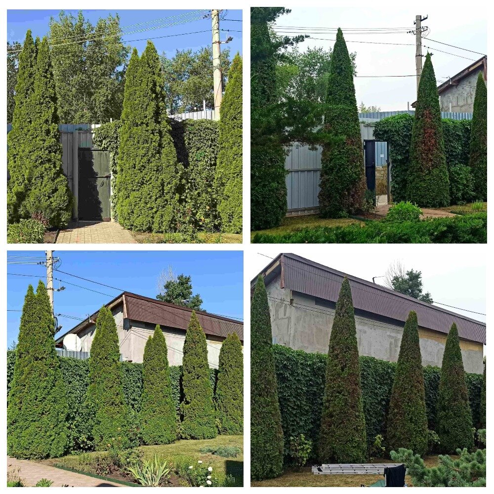 туя смарагд изгородь, туя западная смарагд, туя живая изгородь, туя смарагд, туя