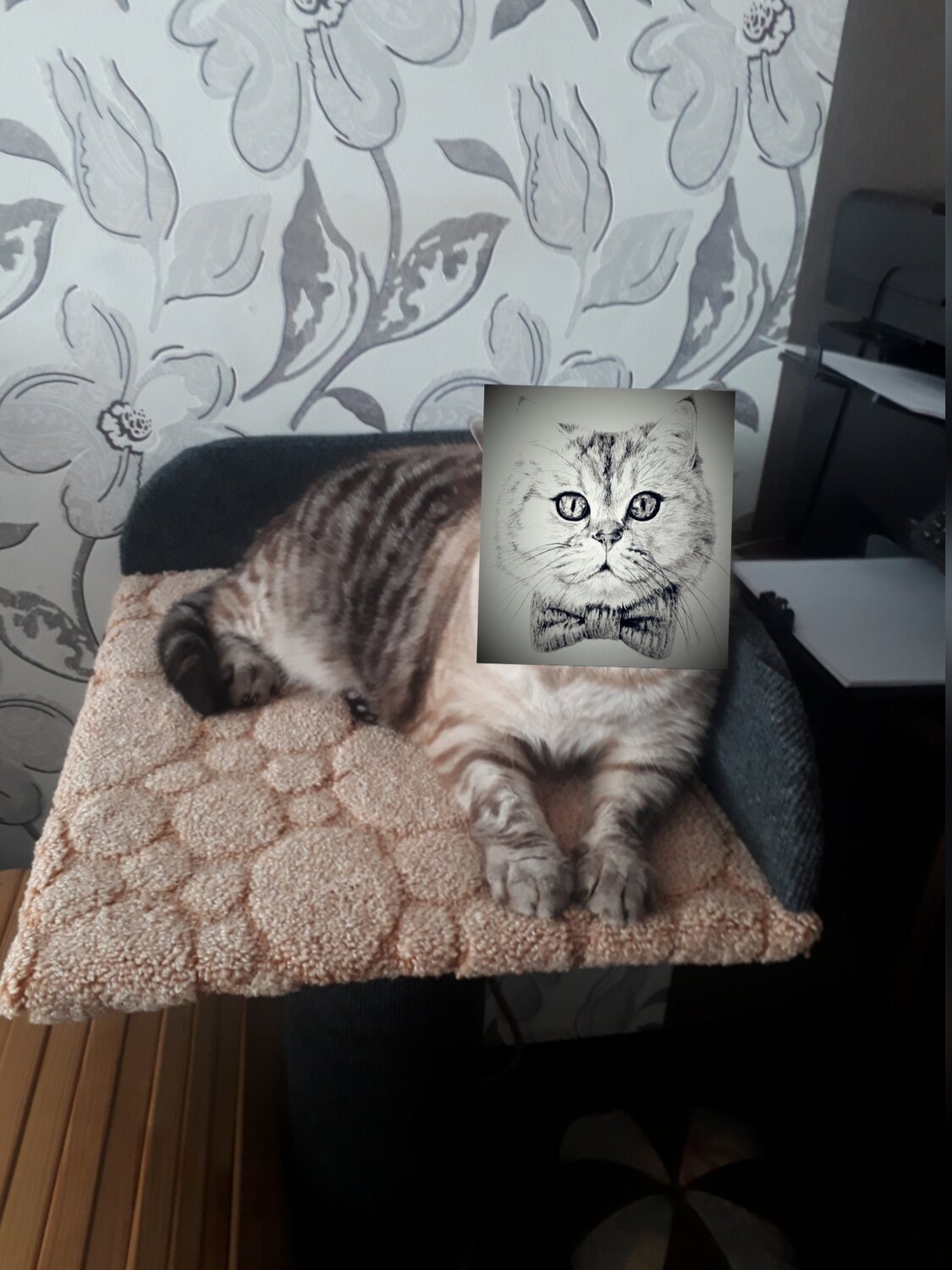 шотландский вислоухий кот, кот, кошка, шотландская вислоухая кошка ns22, кошечка