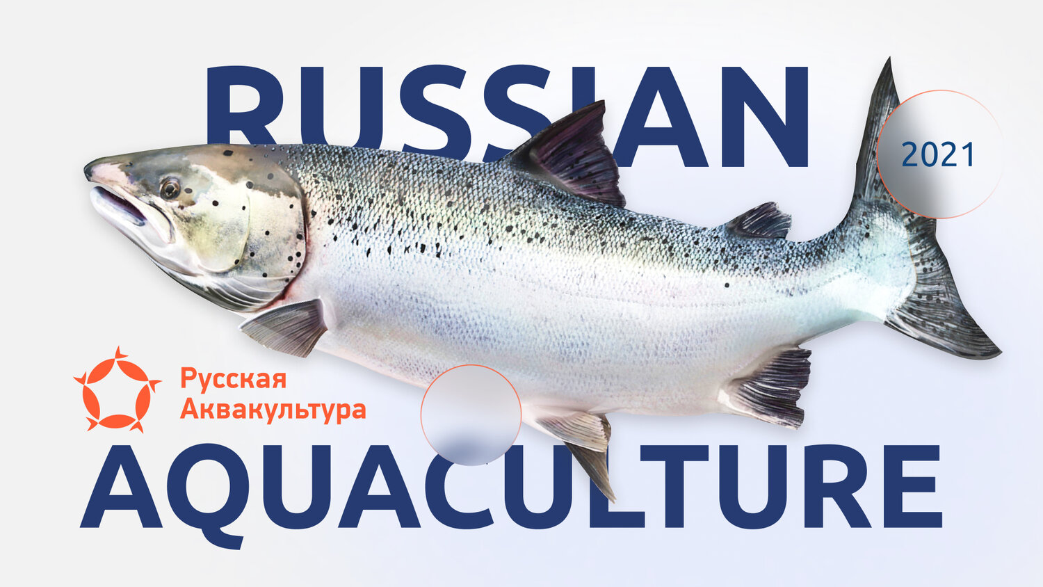 атлантический лосось рыба, салмон фиш, белая семга, лосось рыба лосось, чавыча семейство лососевых