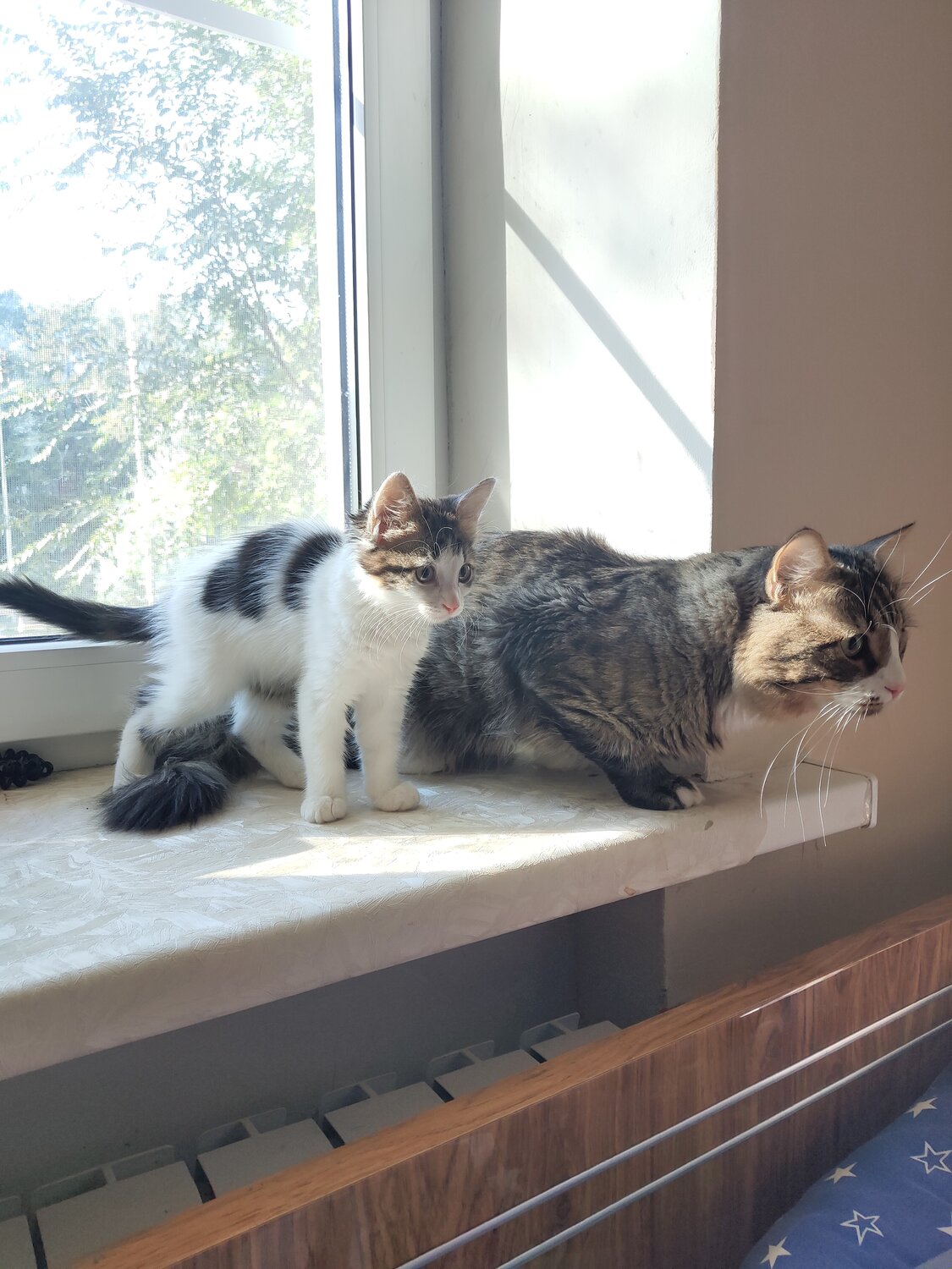 кошка, домашние животные, кошечка, неласковая кошка, ухоженная кошка