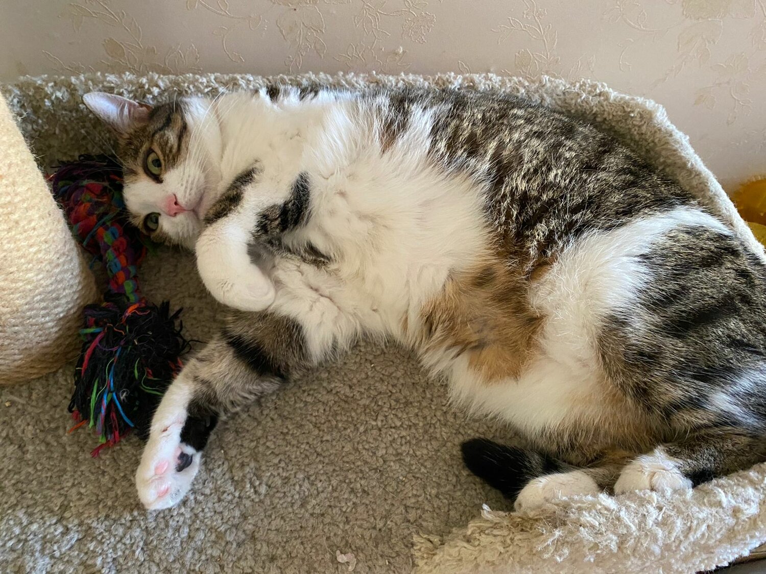 кошка, кот, котик, котэ, кошечка