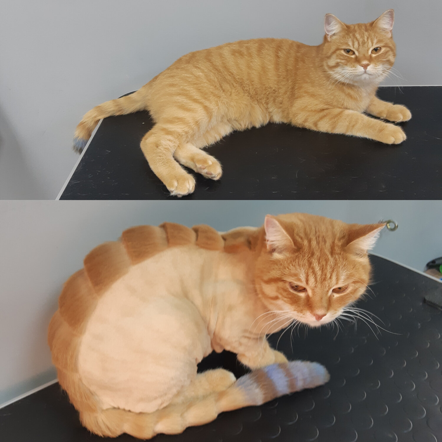рыжий кот, кот, кошка, котэ, кошачьи