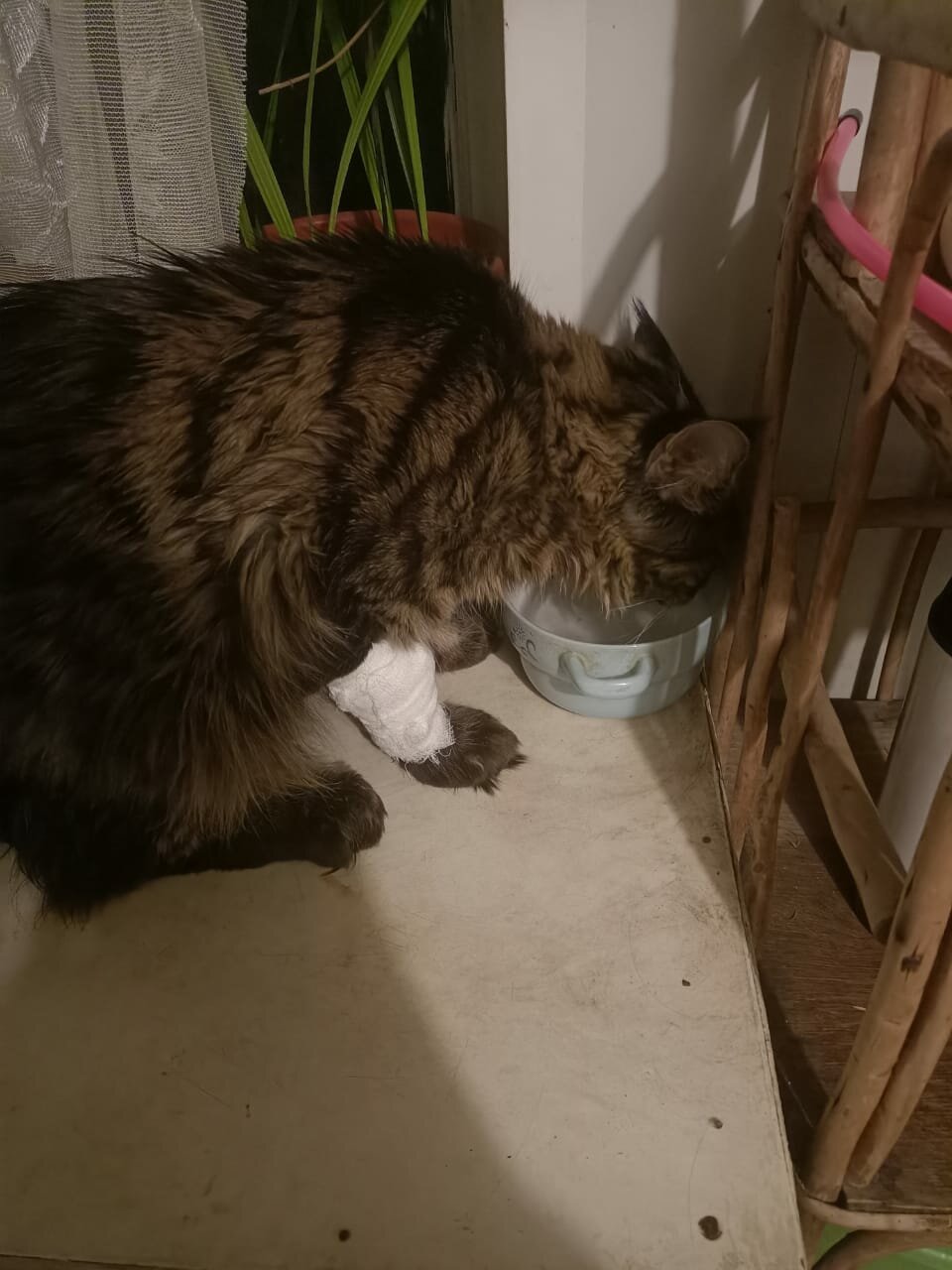кошка, кот домашний, домашние животные, домашние любимцы, коты