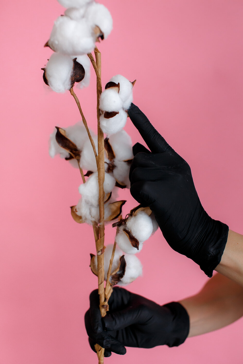 цветы хлопка, хлопок ветка, хлопок руками, flower, фотосессия с веточкой хлопка в руках