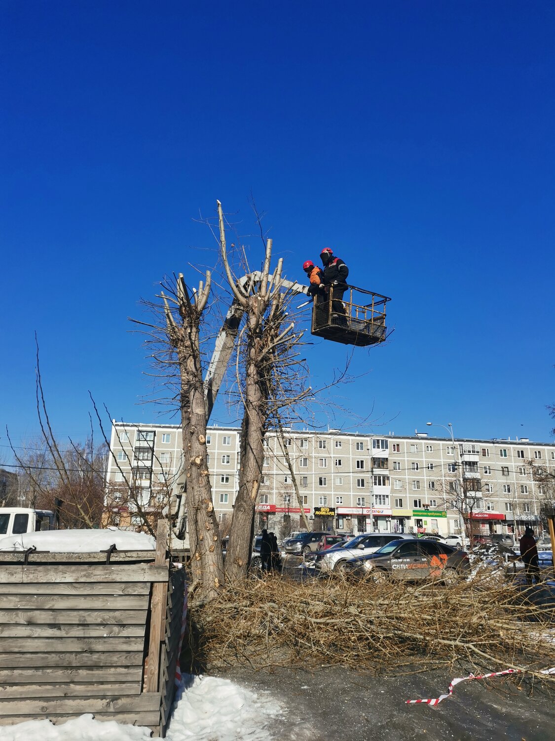 обрезка деревьев, кронирование деревьев, правильное кронирование деревьев, дерево, обрезка деревьев в городе