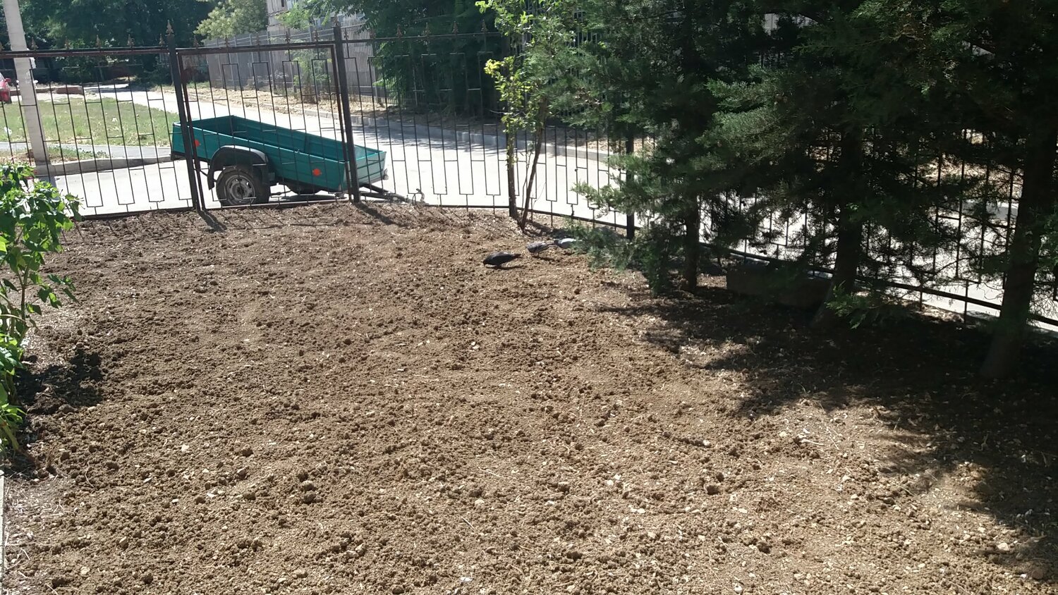 участок, ландшафтный дизайн, горсад курган 2021, растение, двор частного дома