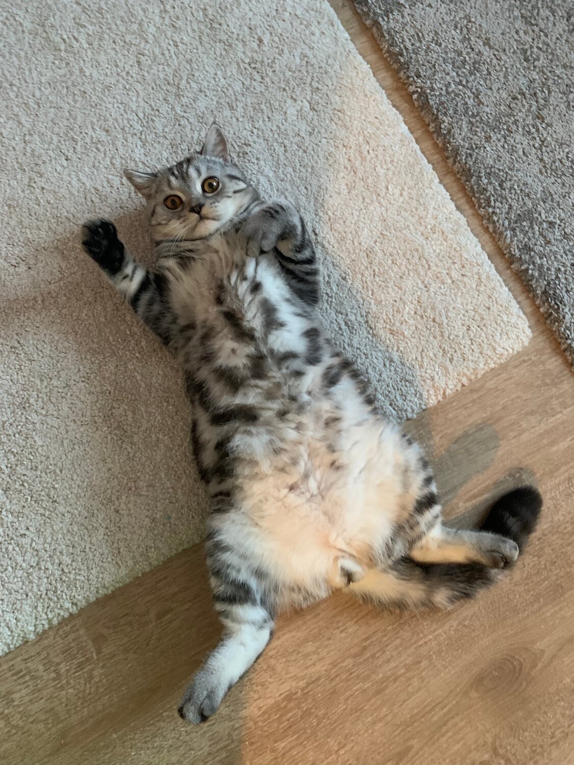 кот, кошка, шотландская кошка, котики, коты
