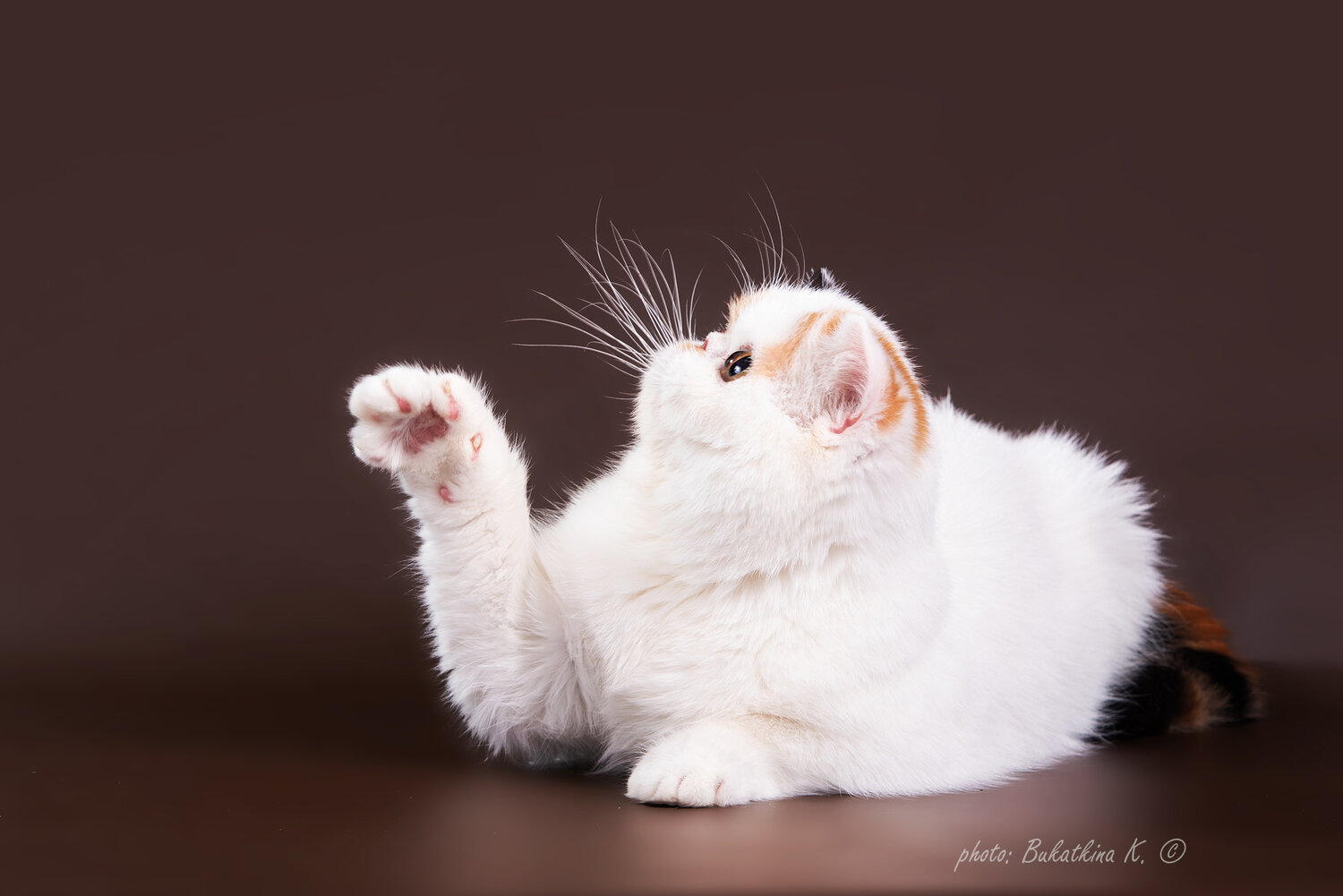 кошка, кот, кошка экзотическая, белая пушистая кошка, котик