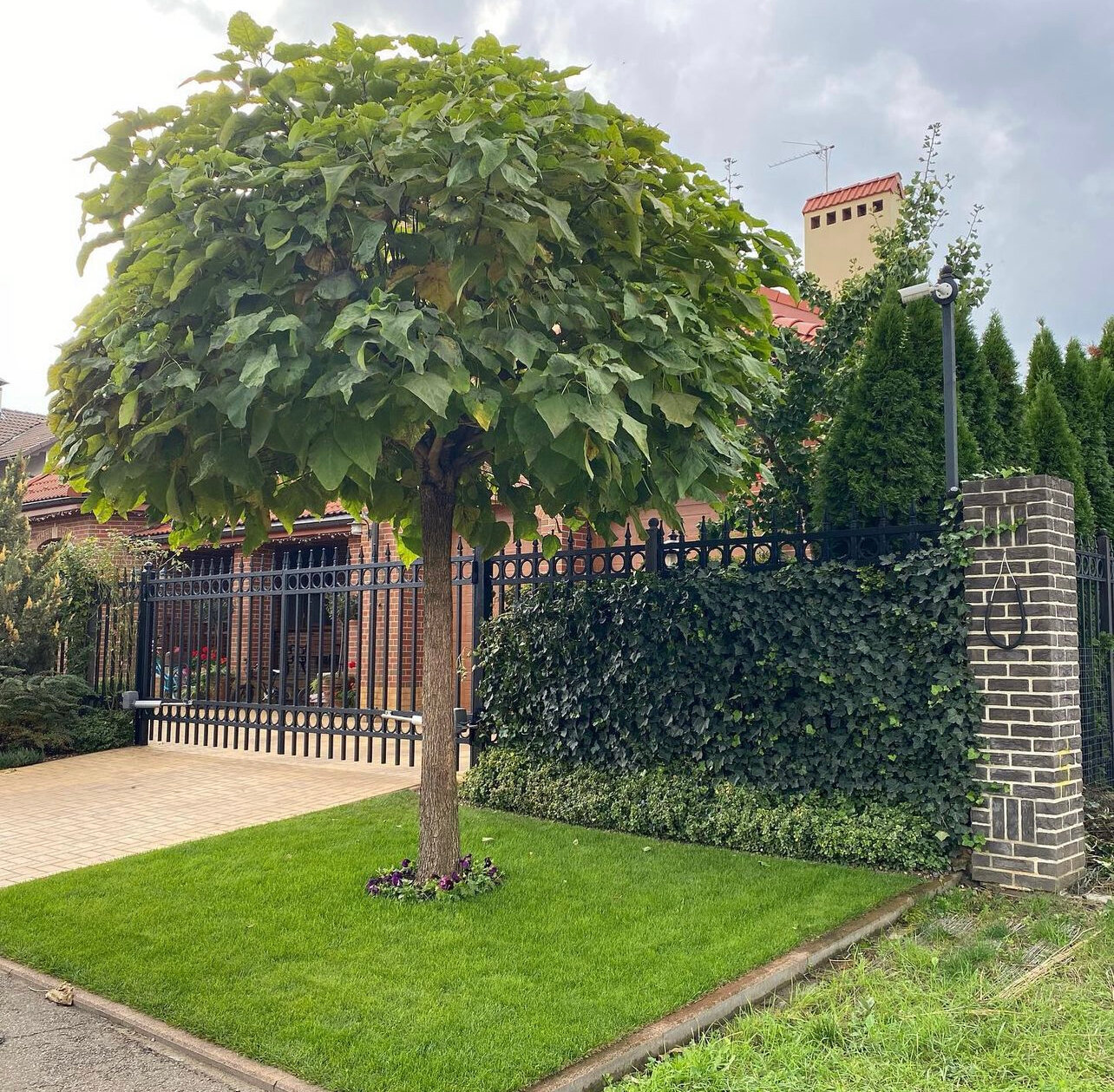 катальпа, клен глобозум на штамбе, катальпа обыкновенная, катальпа декоративная нана, катальпа на штамбе