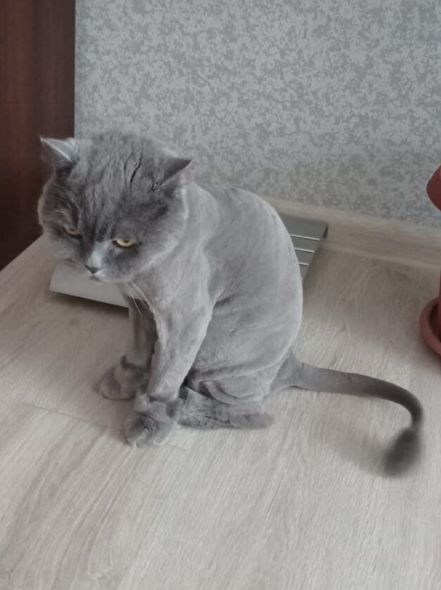 британская короткошёрстная кошка, британская кошка, стрижка кошек оренбург, британский кот, стрижка кошек в железнодорожном