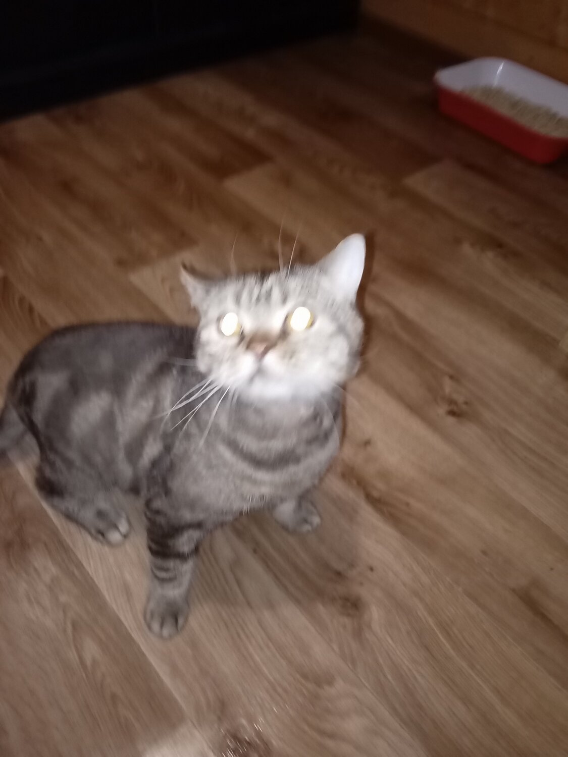 скоттиш страйт, шотландская кошка, шотландский скоттиш страйт, шотландская прямоухая кошка, шотландский прямоухий кот