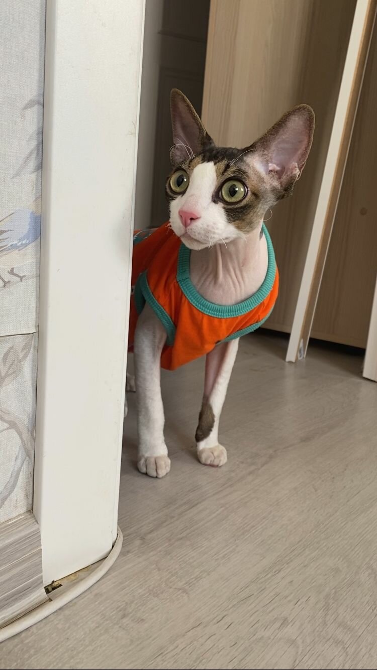 кошка канадский сфинкс, сфинкс кошка, лысый кот сфинкс, сфинкс, канадские сфинксы