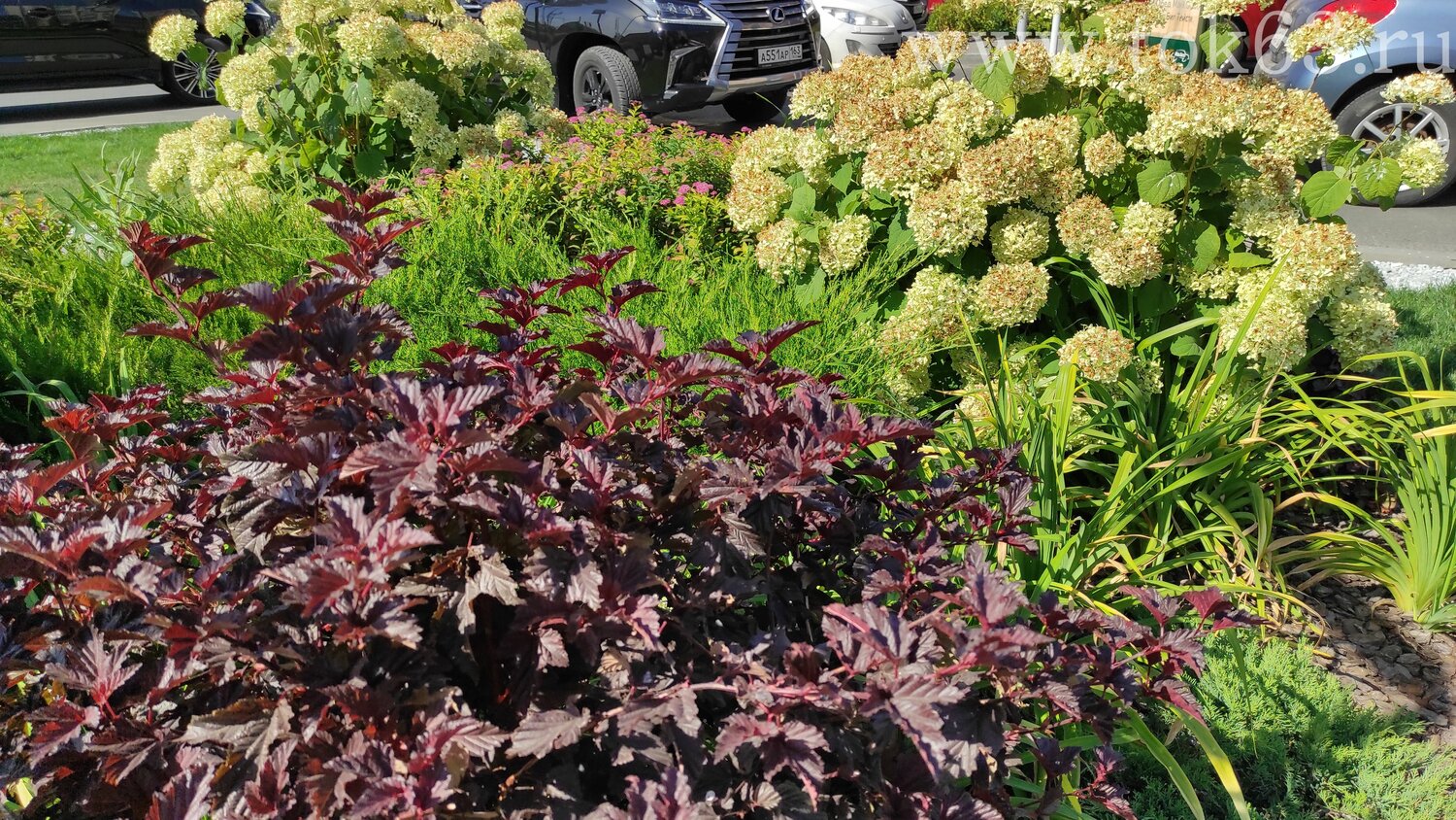 пузыреплодник куст, пузыреплодник калинолистный андре, пузыреплодник калинолистный 'diable, пузыреплодник энис голд, пузыреплодник калинолистный