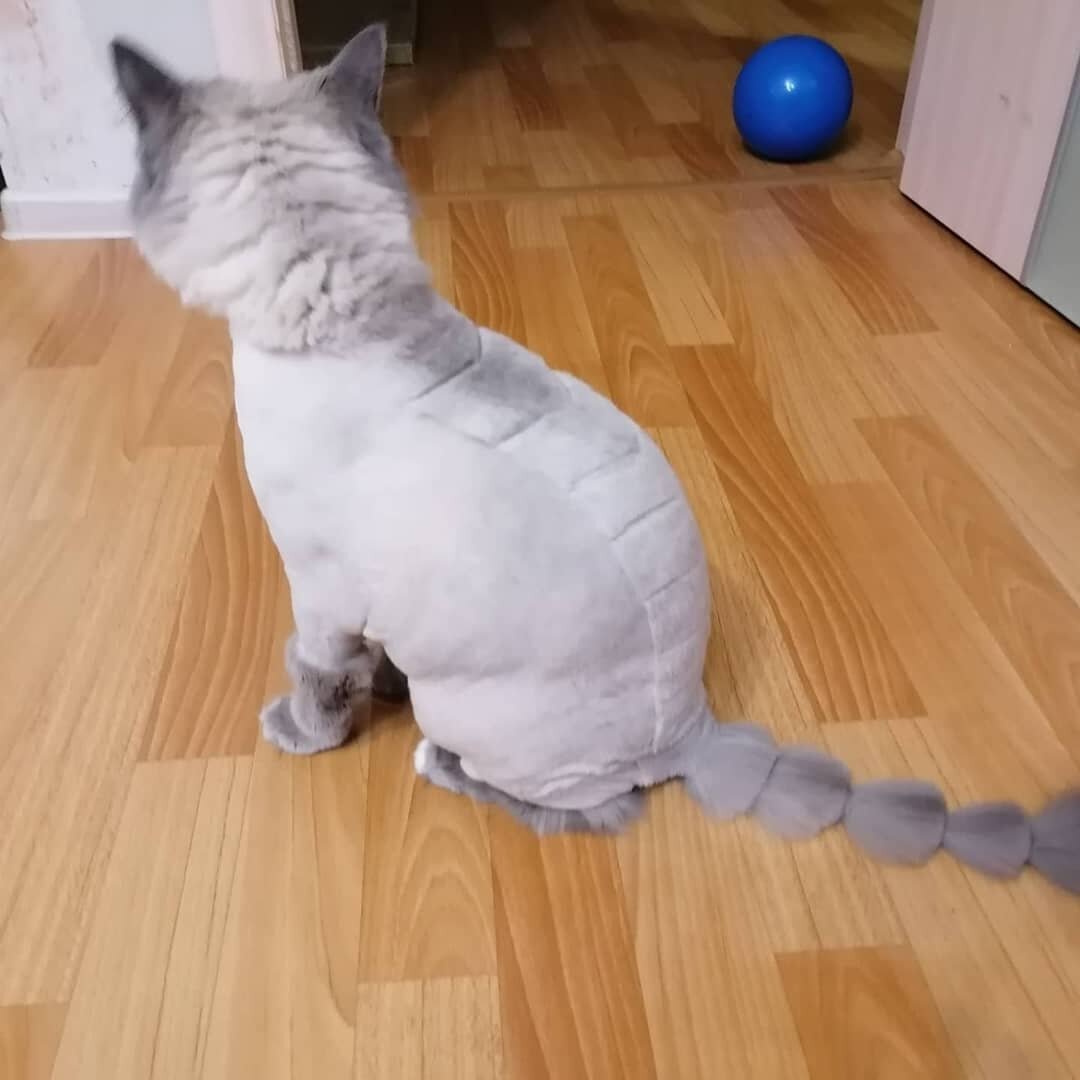 стрижка кошки, подстриженная кошка, подстриженный кот, стриженный кот, стрижка кота
