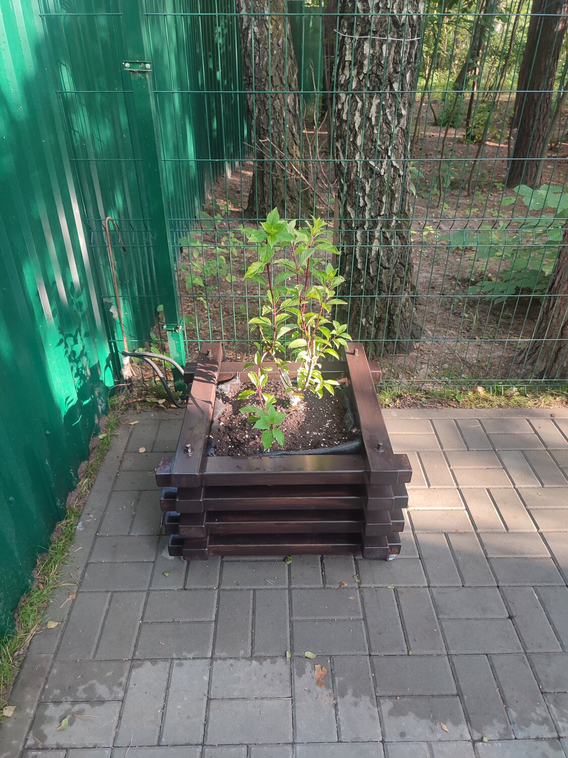 еврогрядки, ограждение грядок, растение, грядки, агрофирма поиск сад