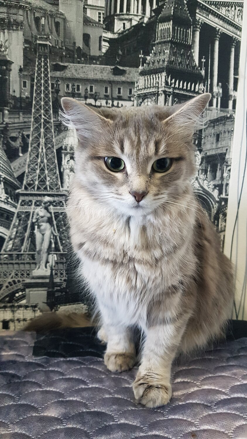 котик, кот, кошечка, сибирская кошка, кошка