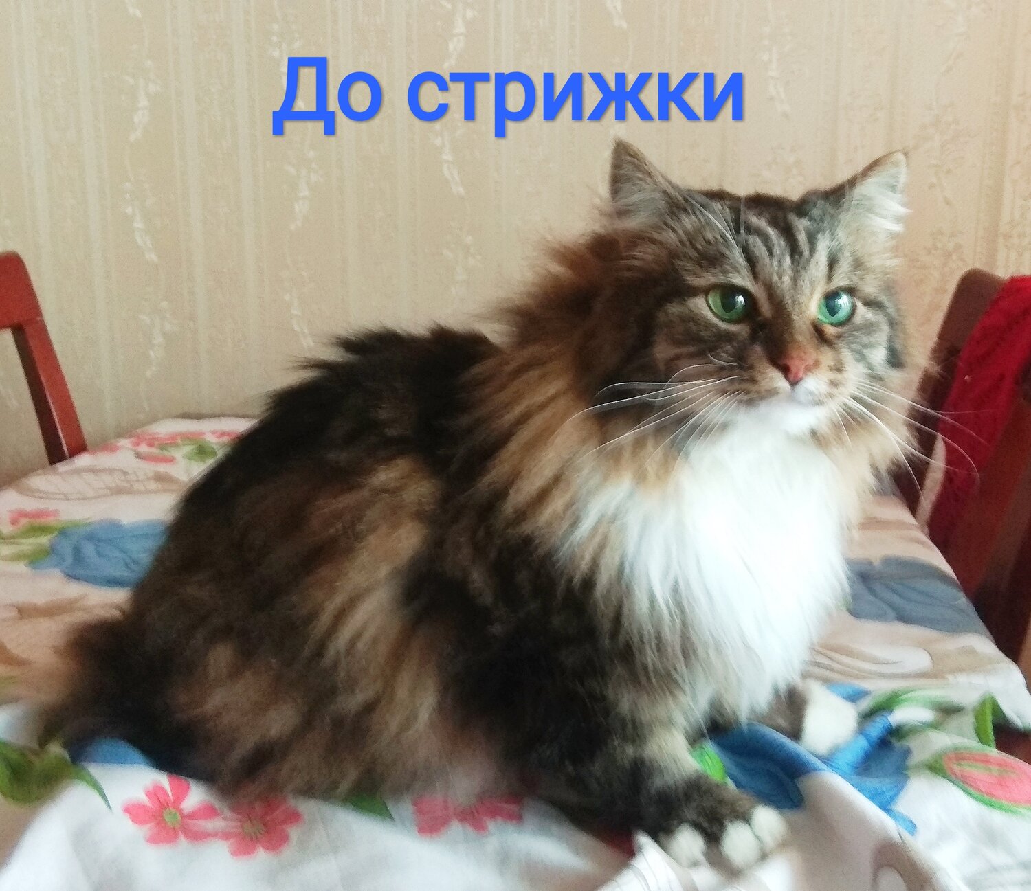 сибирская кошка, кот, кошка, котик, кошечка