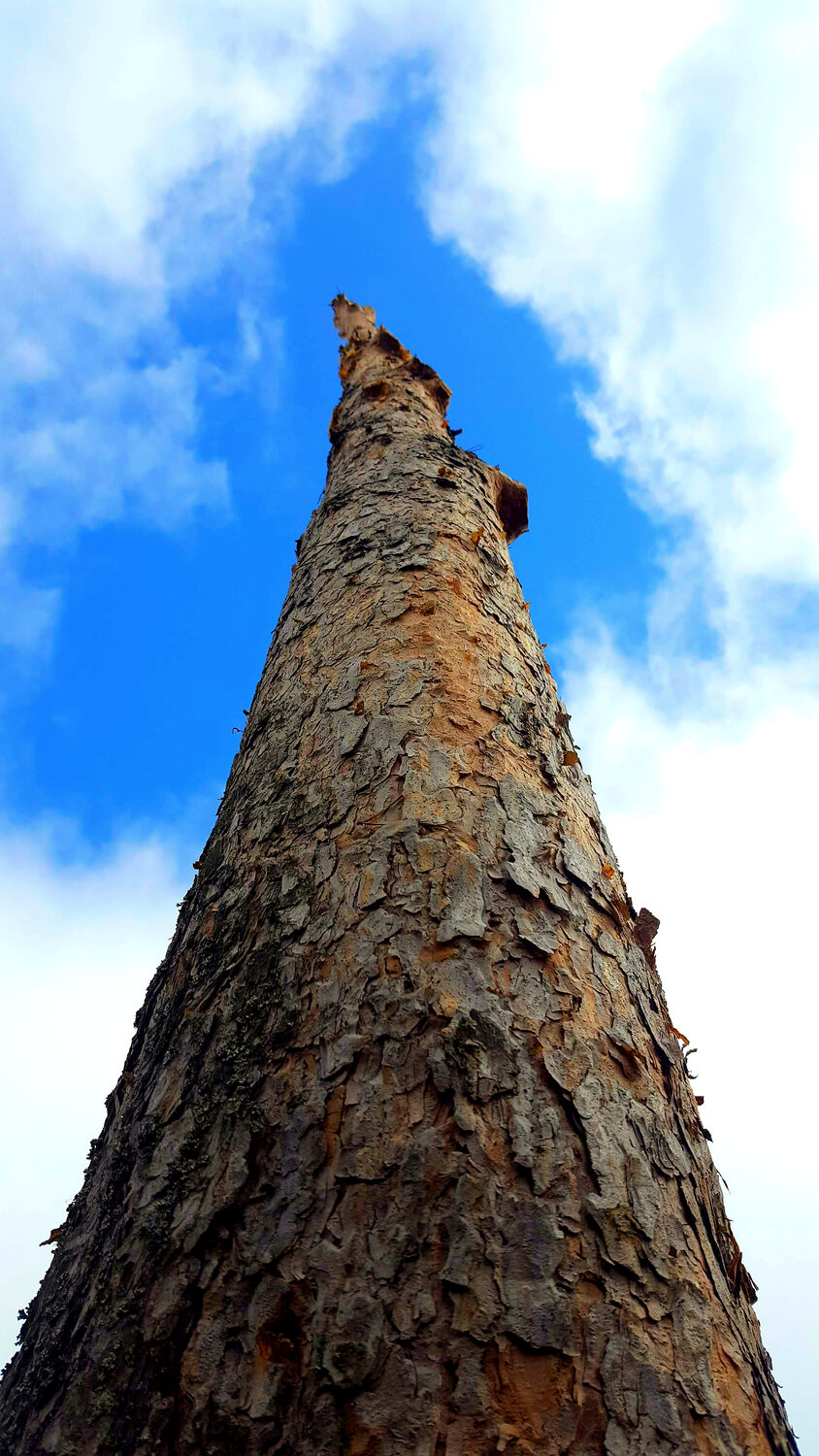 природа, сосна, tree, дерева, мачтовая сосна