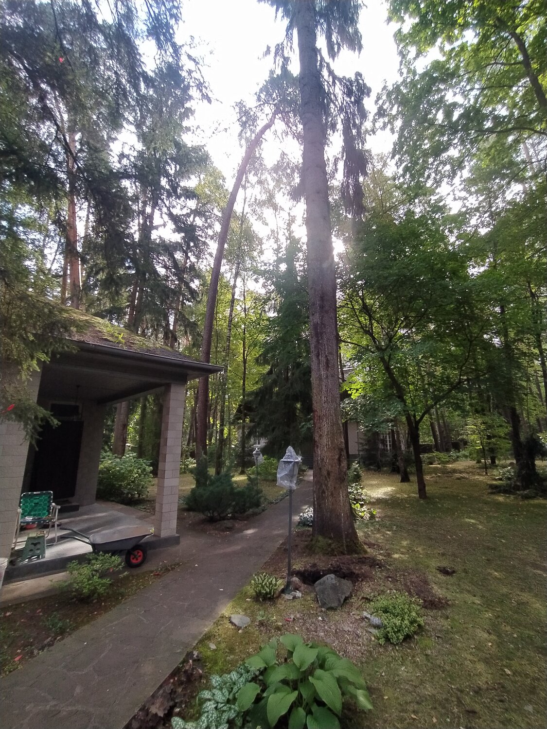 сад в лесу, цвкс алупка, участок, загородный дом, дача