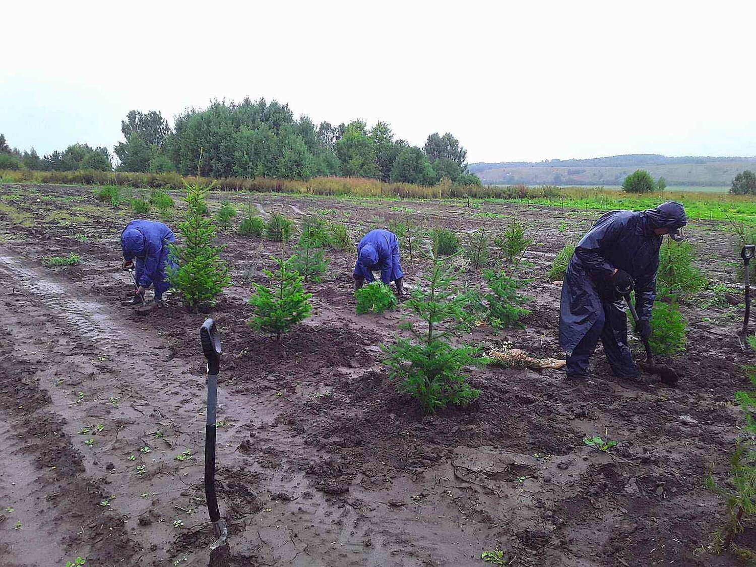 уборка картофеля, посадка деревьев, хозяйство, посадка леса, работа в поле