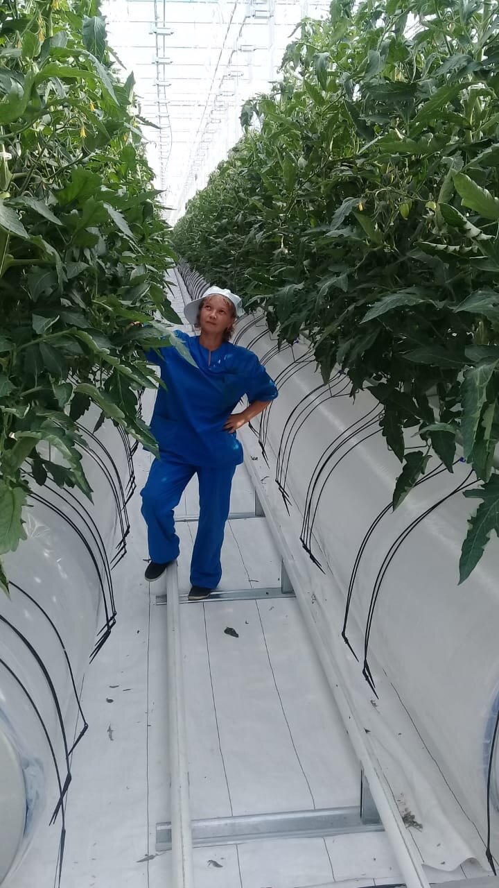 тепличное, тепличный комплекс белогорский крым, тепличный комплекс, тепличный комплекс липецкая область, тепличный комплекс агаповский