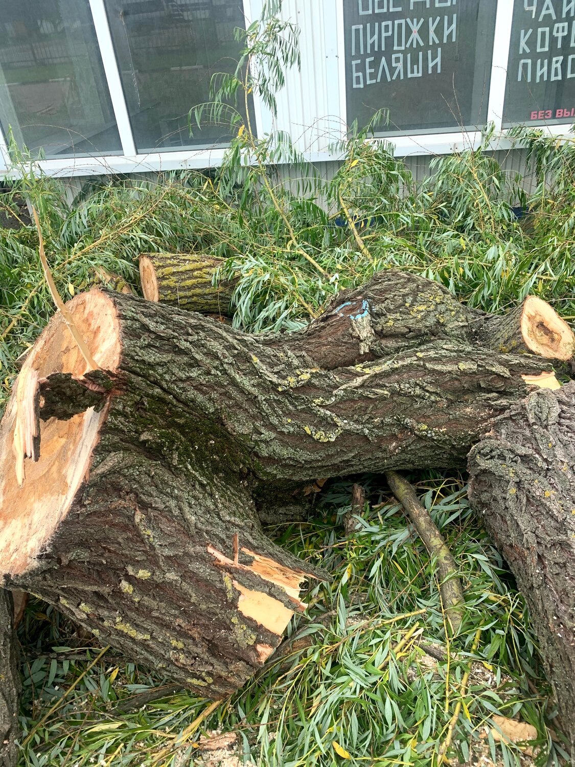 спиленное дерево, дерево спил, дерево, срубленное дерево, поваленное дерево