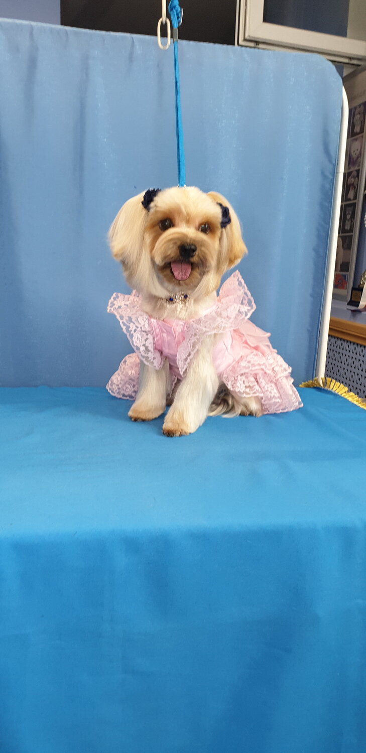собака йоркширский терьер, йоркширский терьер, йоркширский терьер бивер, мальтипу груминг, собака мальтипу