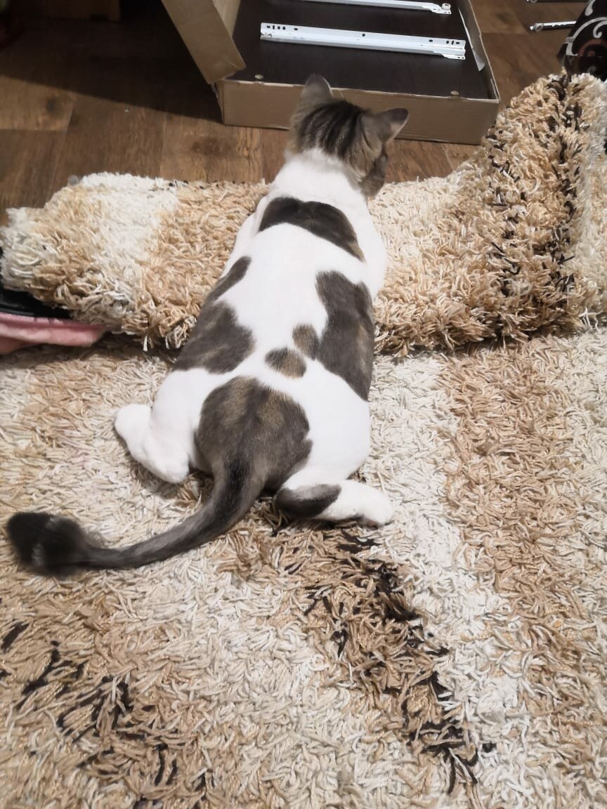 животные коты, кошки, кошка, животные домашние, кошечка