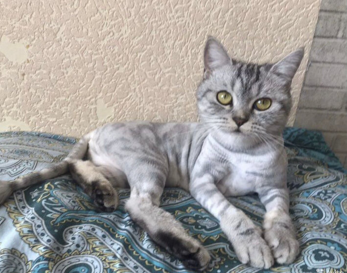 шотландская кошка, кошка британская, скоттиш страйт, шотландский кот, кошки