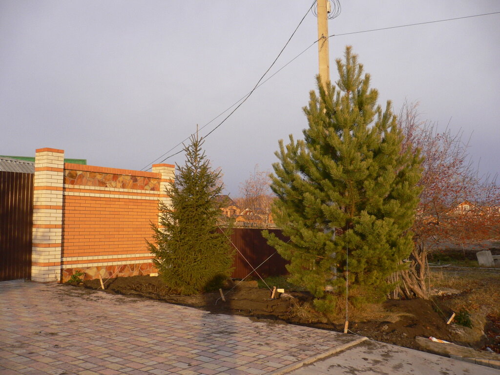 сосна, сосна обыкновенная, новогодняя сосна, сосна обыкновенная крупномер, pinus sylvestris wintergold