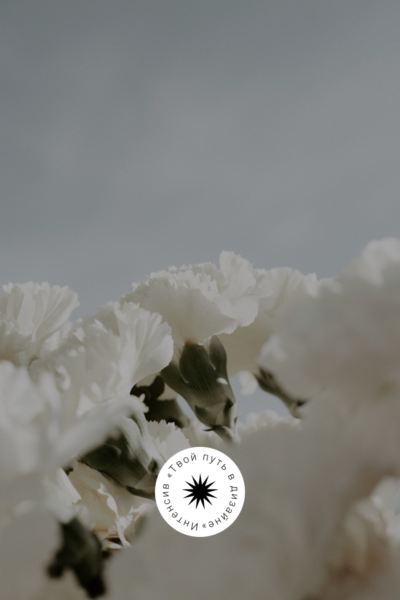 белые цветы, белые гвоздики, перистая гвоздика сорт хейтор уайт (haytor white), цветы, красивые цветы