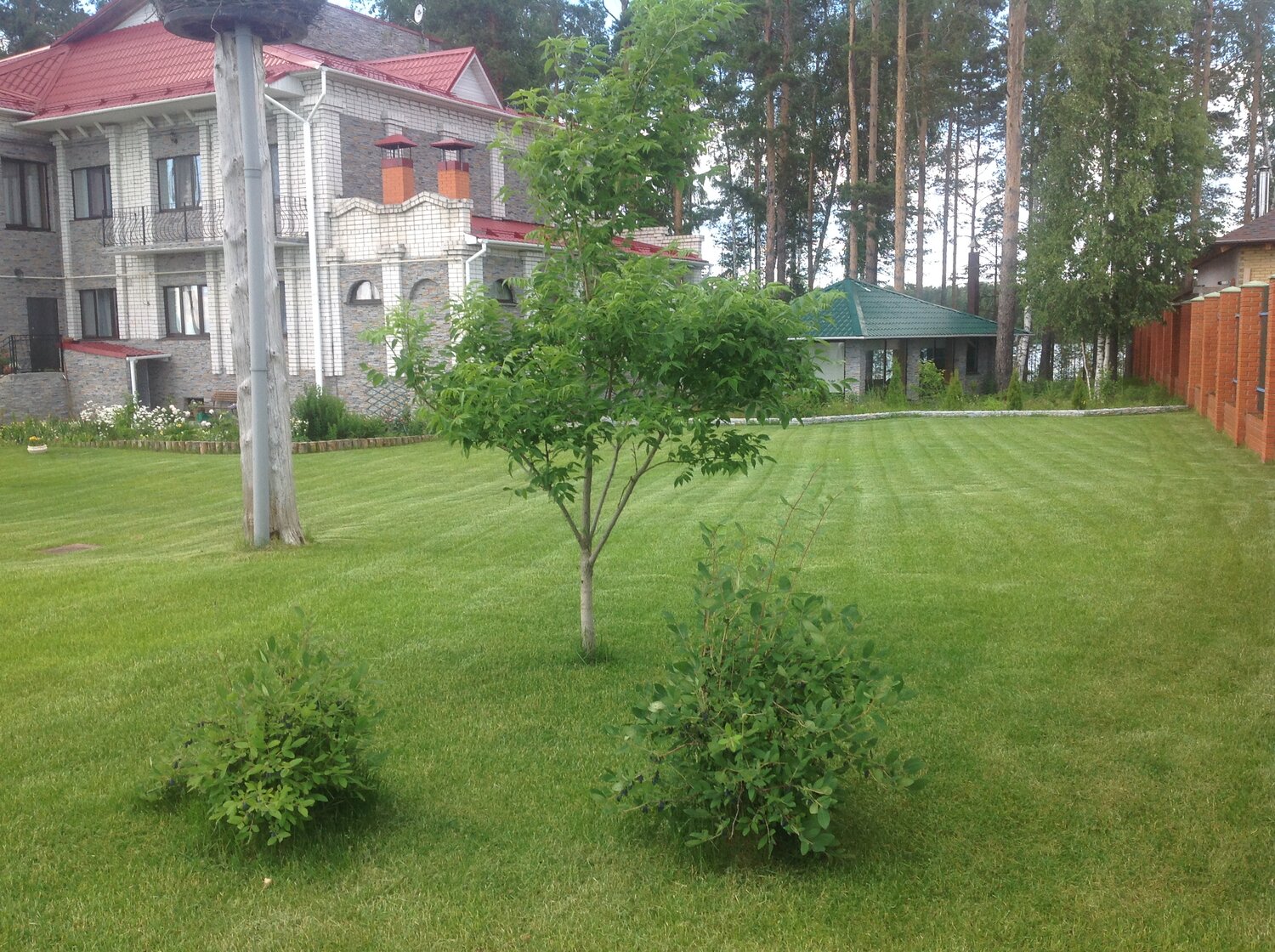 сосны на участке, ландшафтный дизайн, дом в сосновом бору, загородный дом, дизайн дачного участка